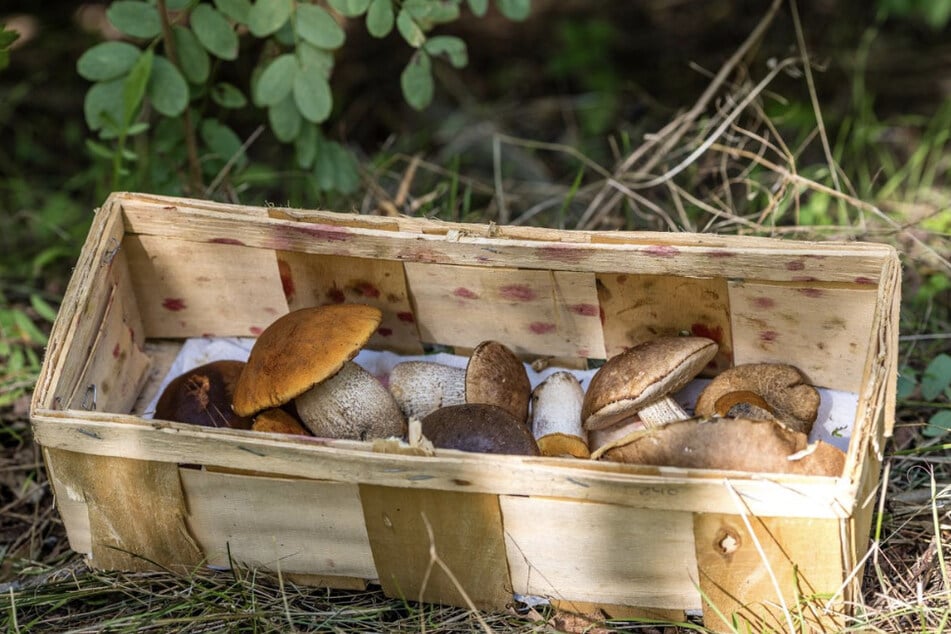 Beim Sammeln von Pilzen im Wald ist Vorsicht geboten. (Archivfoto)