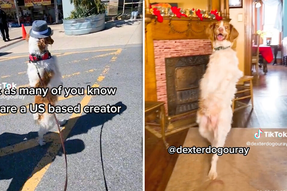 Three-legged dog has a whole lot of heart – and a huge TikTok fanbase!