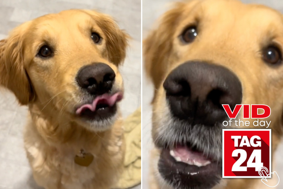 Today's Viral Video of the Day presents a sweet dog trying different yummy treats and giving her genuine rating through hysterical "chompies."