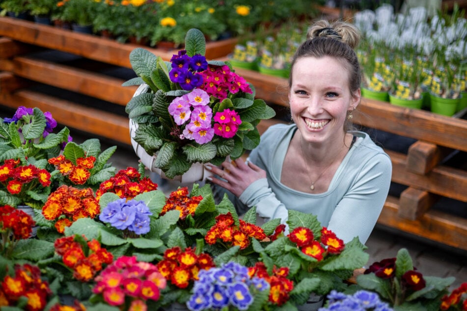 Verkäuferin Alexandra Meier (28) vom Gartenfachmarkt Richter zeigt Primeln für Haus und Garten.