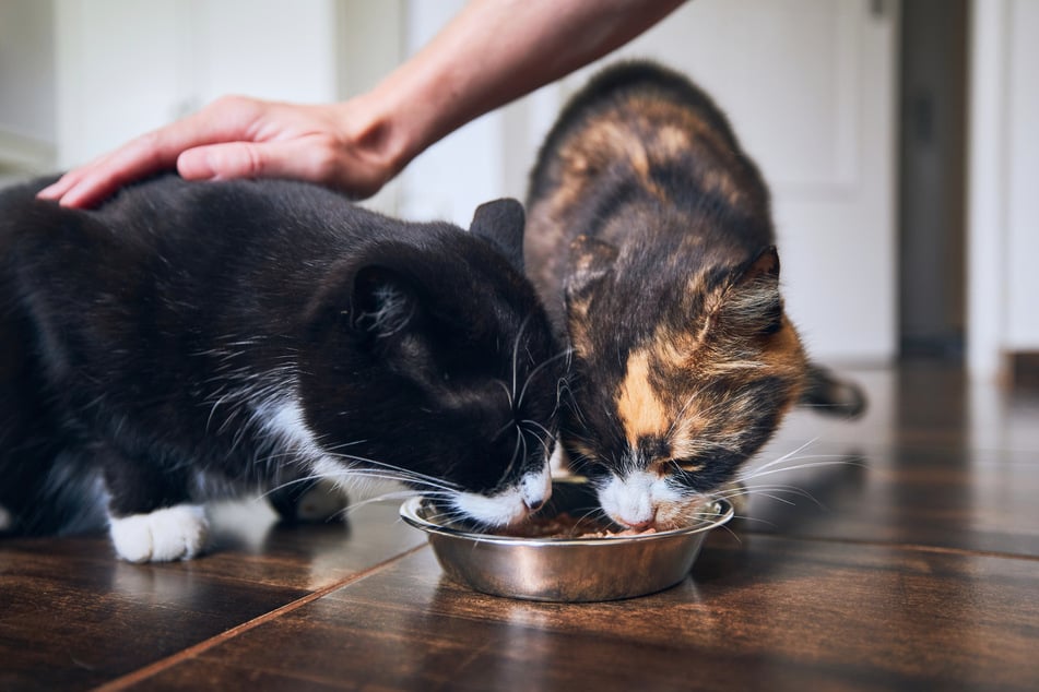Ein gemeinsamer Futternapf und ständiges Streicheln während der Fütterung können bei Katzen Stress auslösen.