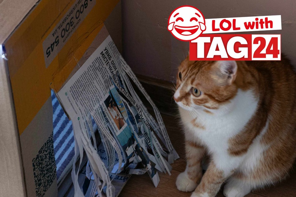 Joke of the Day for May 3, 2025: The best cat jokes to make you smile for Caturday