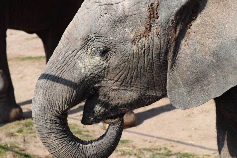 Zoo Erfurt: Elefantenkalb Ayoka bekommt Stoßzähne
