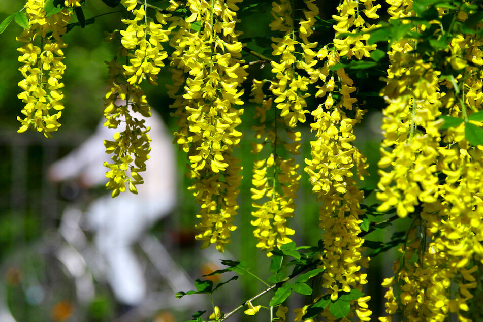 Wegen seiner gelben Blütentrauben dient der Strauch gerne als Zierpflanze in Gärten. Doch seine Kerne sind giftig.