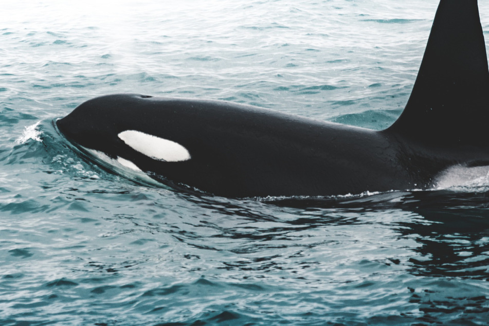 A pod of Orcas off the Iberian coast have sunk a yacht in an incident becoming increasingly frequent.