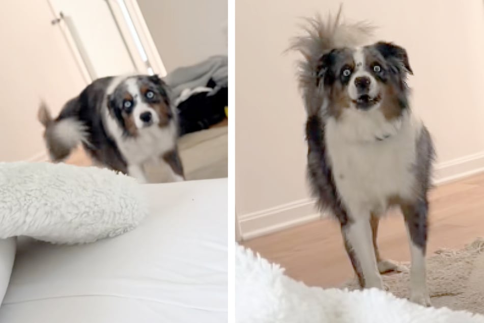 Der Australian Shepherd war nicht darauf vorbereitet, seinen Besitzer mit blondiertem Haar zu sehen.