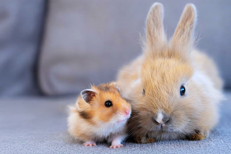 Don't wait and stock up on small pet Supplies at Chewy