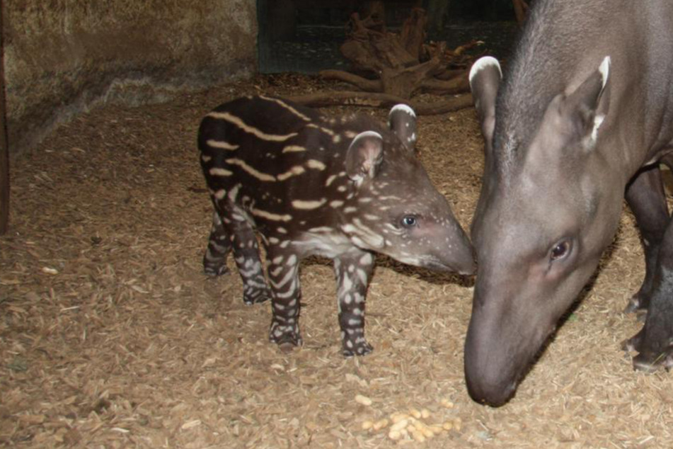 So Konnt Ihr Das Magdeburger Tapir Baby Jederzeit Besuchen Tag24