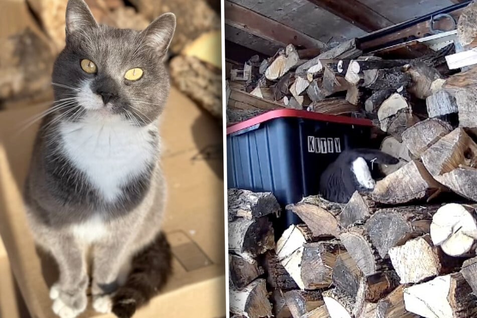 Ralphie nyní žije na farmě, dostal vlastní kočičí krabici, která ho v chladu pěkně zahřeje.