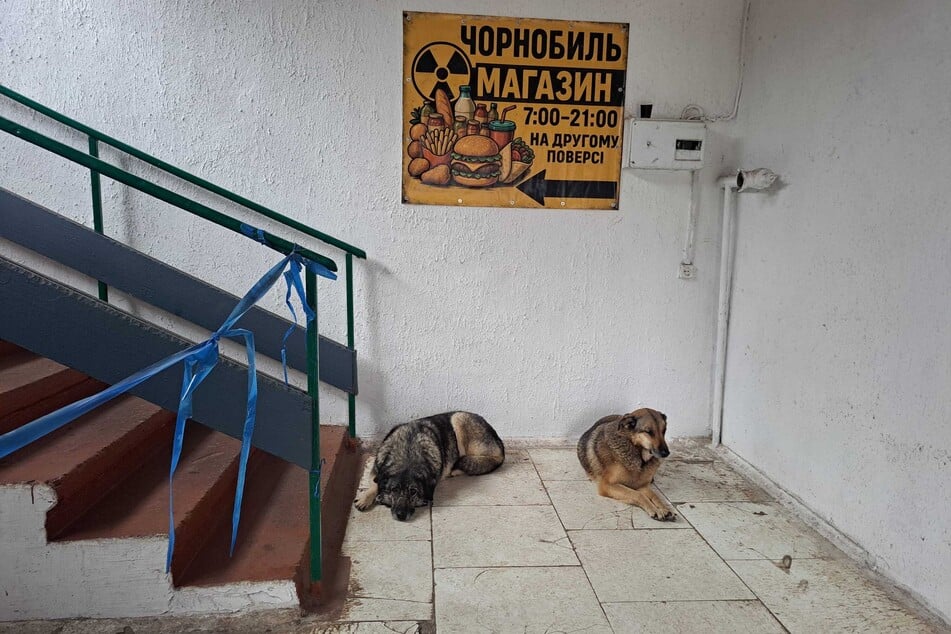 Zwei Straßenhunde ruhen sich im Eingangsbereich eines Lebensmittelgeschäfts in Tschernobyl aus.