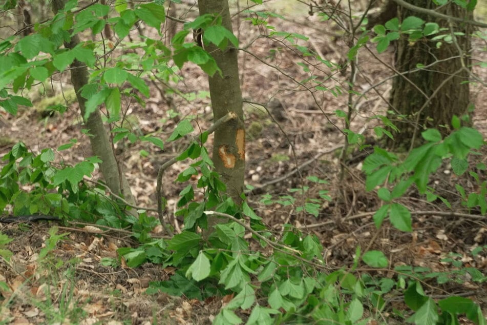 Der 41-Jährige ist nach einer Kollision mit einem Baum an einer schweren Kopfverletzung gestorben.