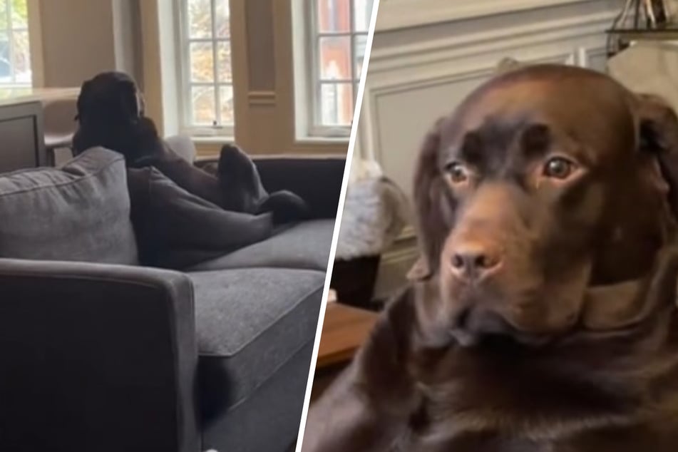 Frau dreht Video, wie ihr Hund auf dem Sofa sitzt: Was dann passiert, haut sie um