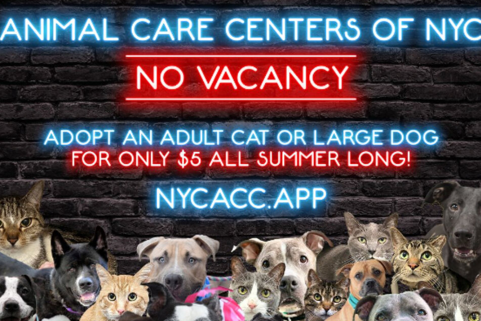 New York City's animal shelters are bursting with abandoned cats and dogs