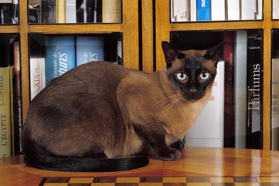 Hält man sich eine Katze der Rasse Tonkanese, dann wird es garantiert nicht langweilig.