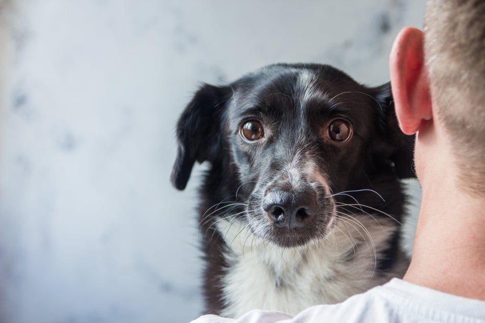 Für viele Hunde beginnt der Stress bereits am Flughafen.