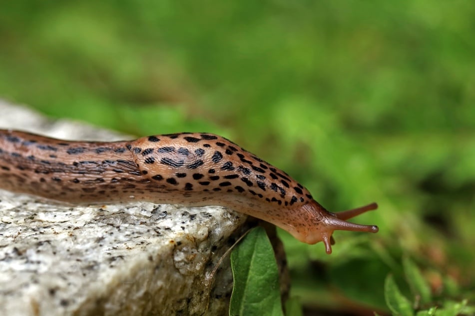 Sind Tigerschnegel gegen Schnecken im Garten wirksam?