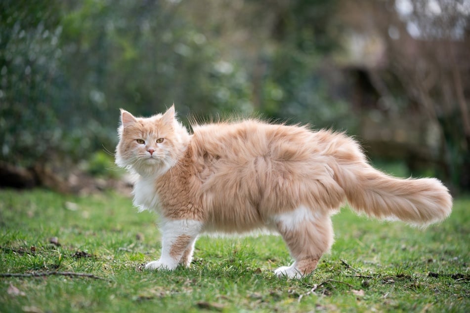 Maine coons take their name from their origin, and are some of the biggest and fluffiest cats out there.