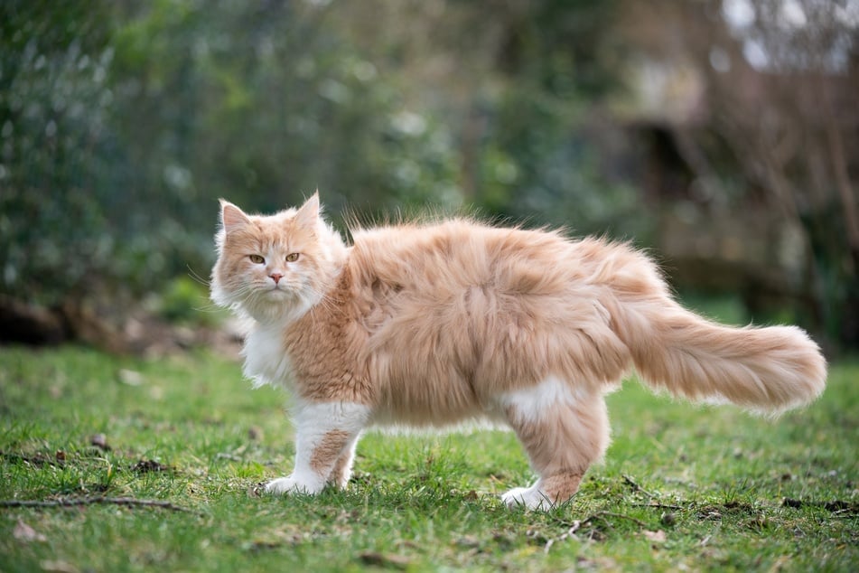 Die Langhaarkatze Maine Coon wurde in Maine in den USA gezüchtet. Ihr Name geht auf ihren buschigen Schwanz zurück, der die Züchter an Waschbären (Englisch "racoons") erinnerte.