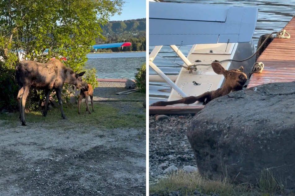 Während seine Familie nur verzweifelt danebenstehen konnte, klemmte das panische Elchkalb zwischen einem Holzdock und einem Segelflieger fest.