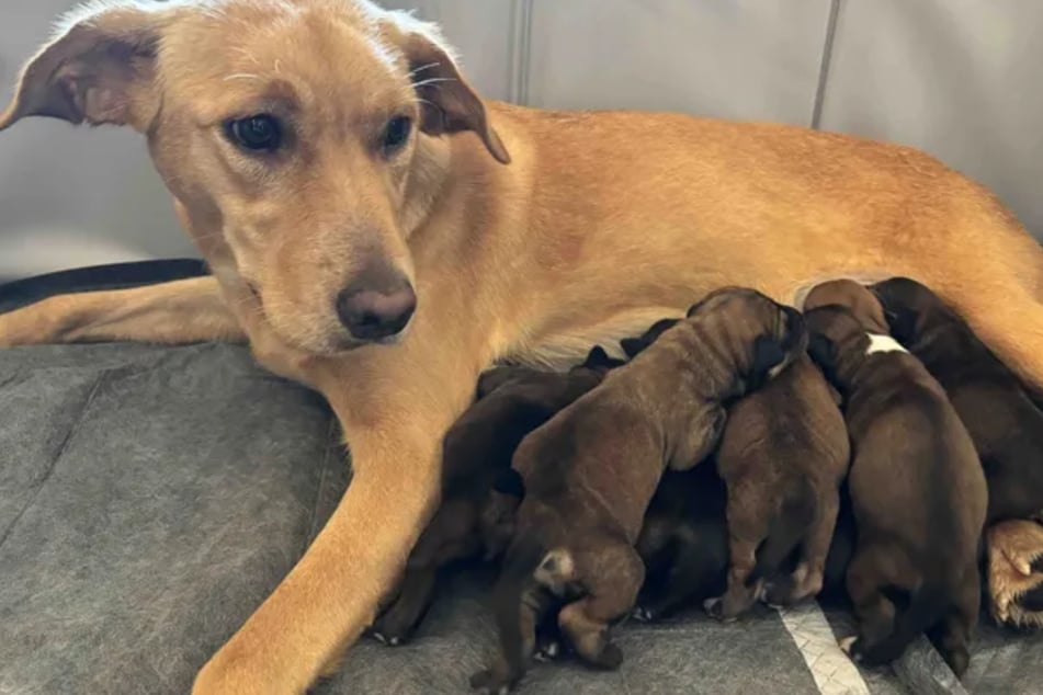 Kurz vor Weihnachten brachte Baby acht Welpen zur Welt.