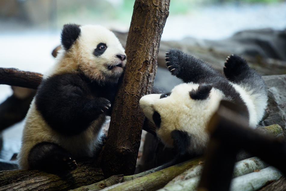 Für gewöhnlich haben Pandabären eine schwarz-weiße Fellfärbung.