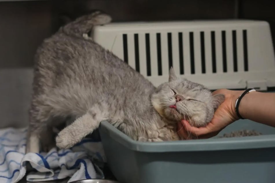 Kater Nano liebt Streicheleinheiten und ist sehr anhänglich.
