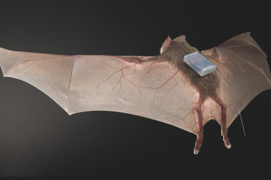 Eine Vampirfledermaus (Desmodus rotundus) trägt auf ihrem Rücken einen der neuartigen Näherungssensoren.