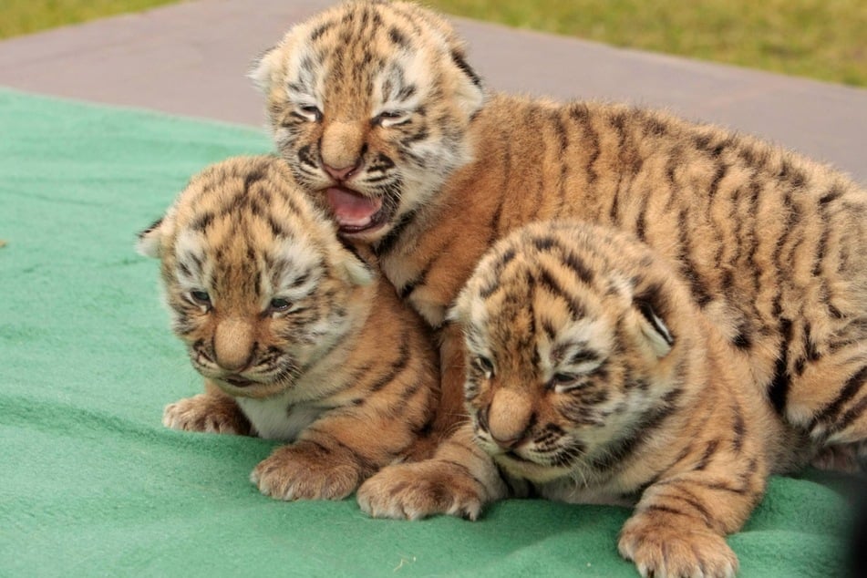 Im Leipziger Zoo mussten drei Tigerbabys eingeschläfert werden. (Symbolbild)
