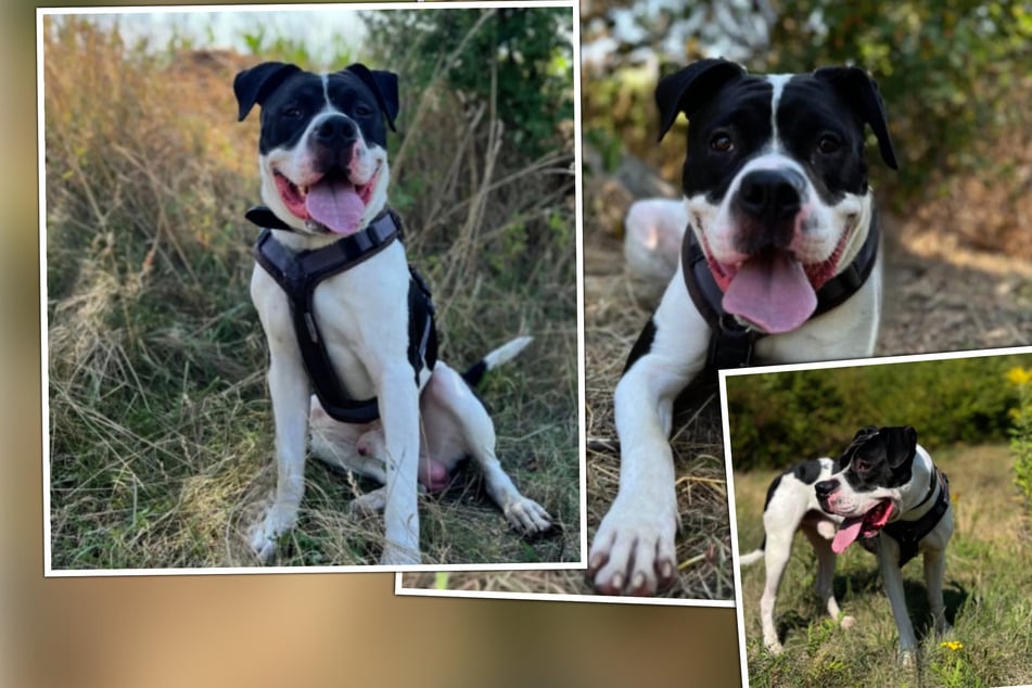 El refugio lo trata muy mal: el perro Gerd sigue adelgazando cada vez más y no logra descansar.