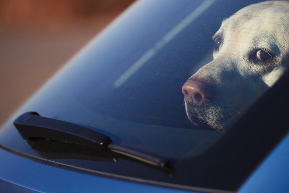 Chien laissé dans une voiture sous le soleil de plomb : sauvetage juste à temps