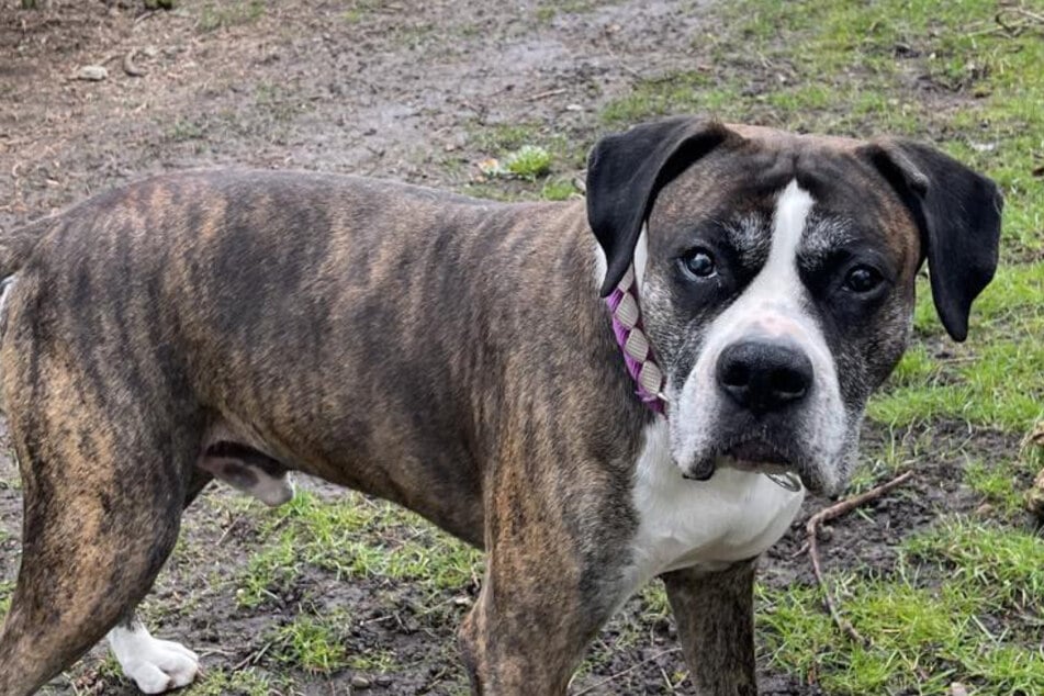 Er sitzt schon seit zwei Jahren im Tierheim: Gibt es für Maddox noch ein Happy End?