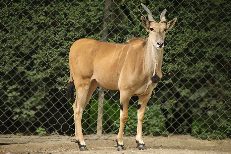 Größte Antilope der Welt im Tierpark Hagenbeck eingezogen