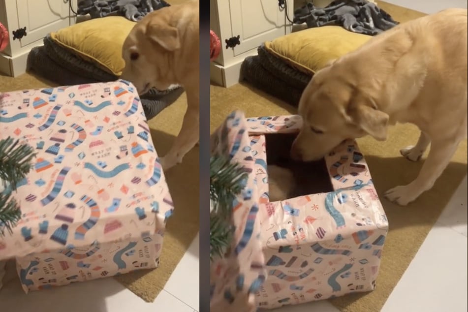 Hero the dog got to open a Christmas present early this year! Hilariously, the Labrador wasn't all that thrilled once she figured out what was inside the gift box.