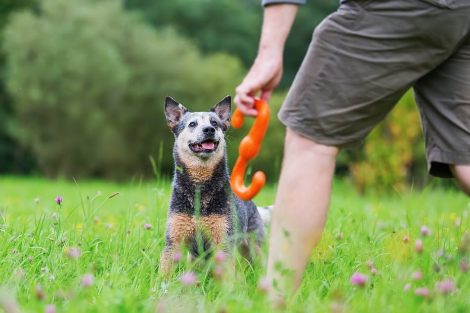 Sportliche Aktivität macht jeden Hund ausgeglichener und ruhiger.