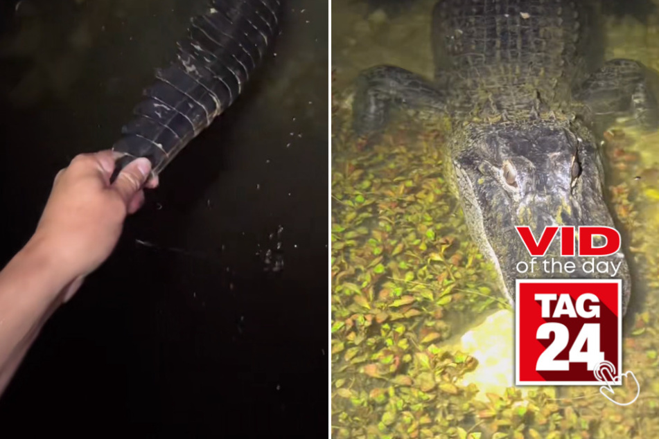 viral videos: Viral Video of the Day for June 2, 2023: Daredevil takes a huge risk in gator territory