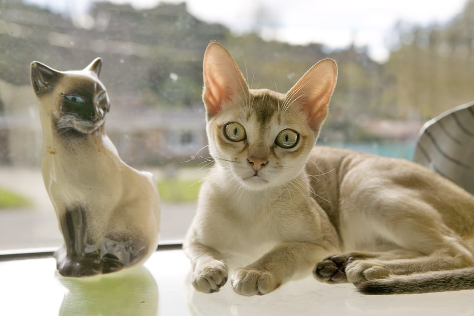 Eine Singapura Katze sollte zusammen mit Artgenossen gehalten werden.