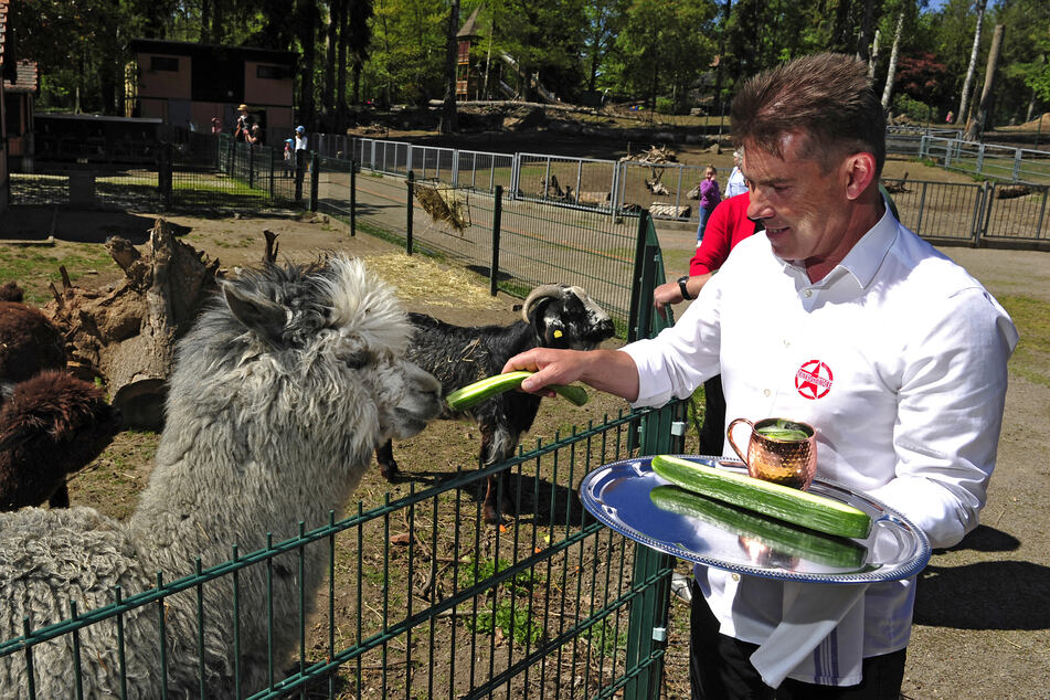 Salatgurke für dich, Cocktail für mich! Bar-Keeper Holger Gögge (49) füttert ein Alpaka im Amerika-Tierpark mit Drink-Deko.