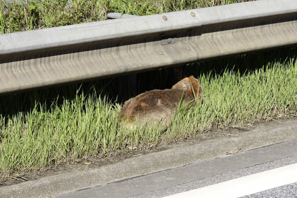 Ein verletztes Reh sorgte an einer Straße am Hamburger Flughafen für eine Sperrung.