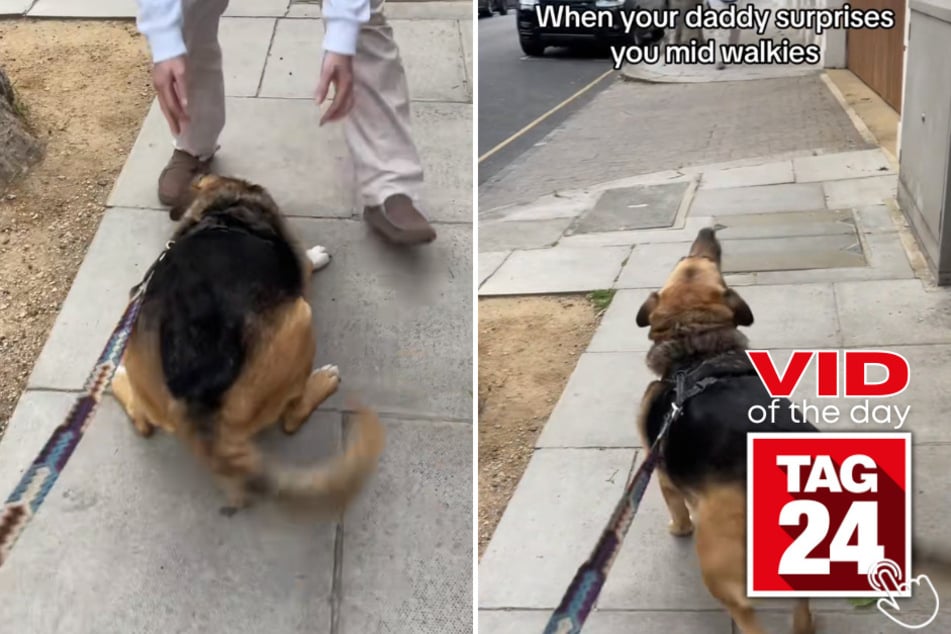 Today's Viral Video of the Day features an adorable surprise meeting between a pup on his daily walk and his owner!