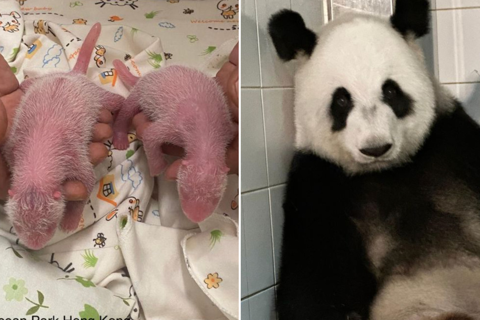 19-year-old giant panda becomes oldest-ever first time mom to twin cubs!