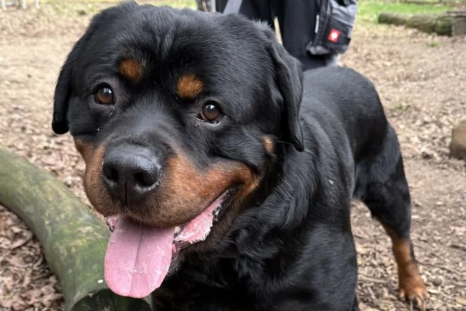 Der Rottweiler-Mix ist sehr lieb und ruhig, nur Kinder mag er leider nicht.