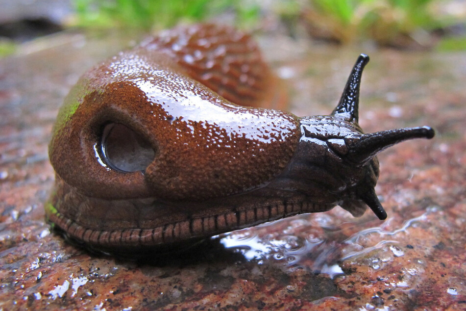 Frisst sich durch Gemüse- und Zierpflanzen: die Spanische Wegschnecke.