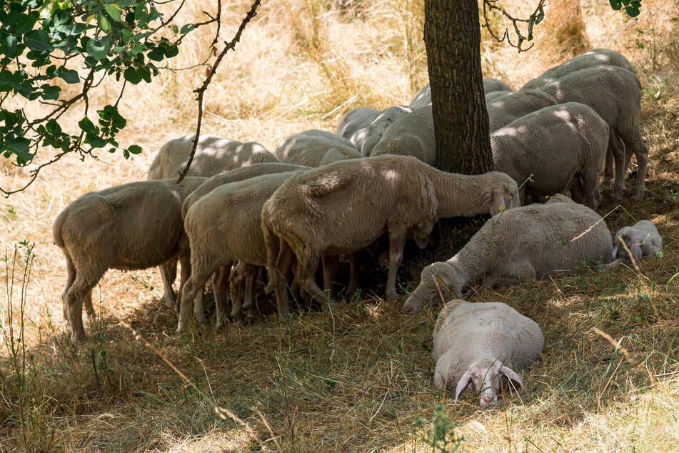 Wasser und Nahrung werden weniger: Bayerns Tiere und Pflanzen in Gefahr
