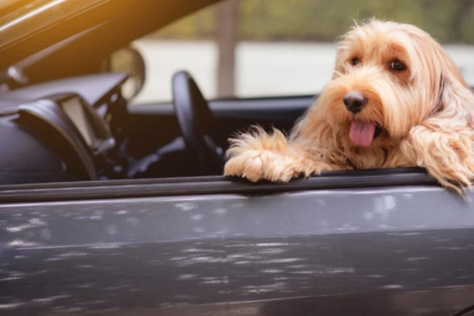 Trotz Rekordtemperaturen: Zwei Frauen lassen ihre Hunde am Hitzesamstag im Auto zurück