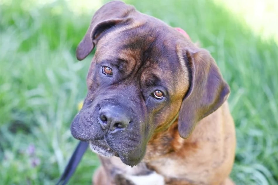 Cane Corso-/Mastiff-Mix Butch (1,5 Jahre) wurde gefunden und lebt seitdem im Berliner Tierheim.