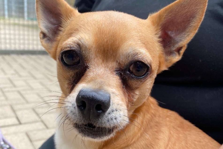 Chihuahua "Baby" lebt aktuell im Tierheim und sucht ein neues Zuhause.