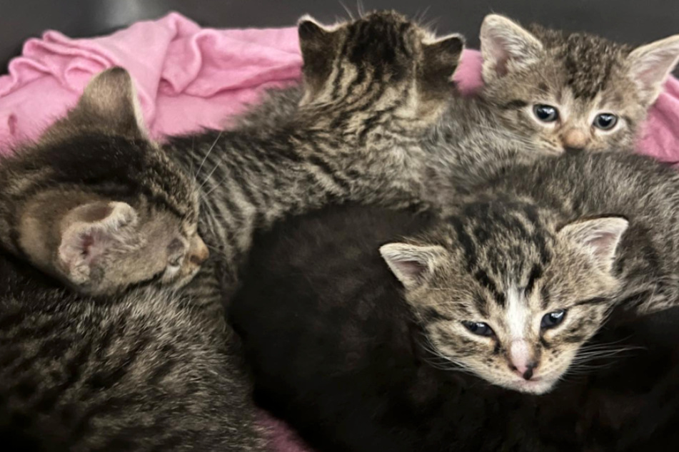 Zu den vier Kätzchen gibt es noch eine weitere Samtpfote. Aber Achtung! "Die fünf sind keine Geschwister!", hieß es vom Tierheim.