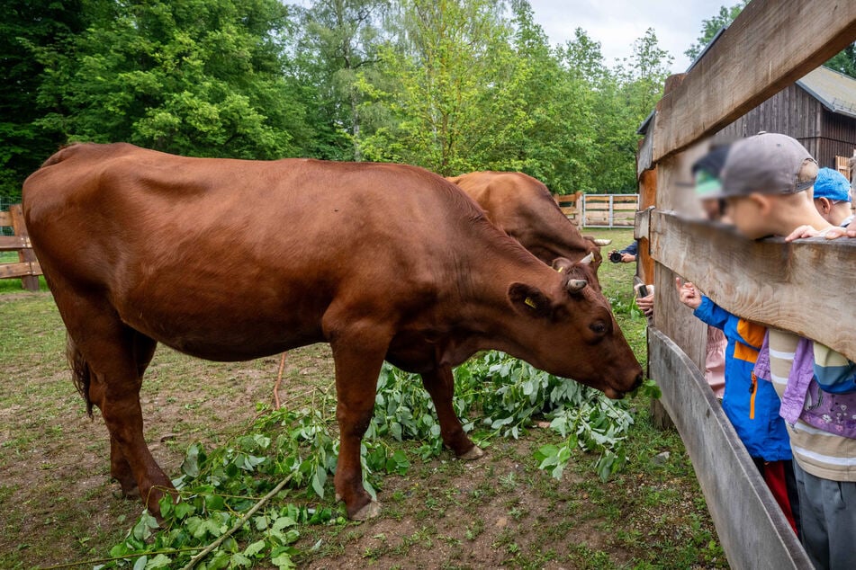 Kindergartenkinder betrachten das Vogtländer Rotvieh.