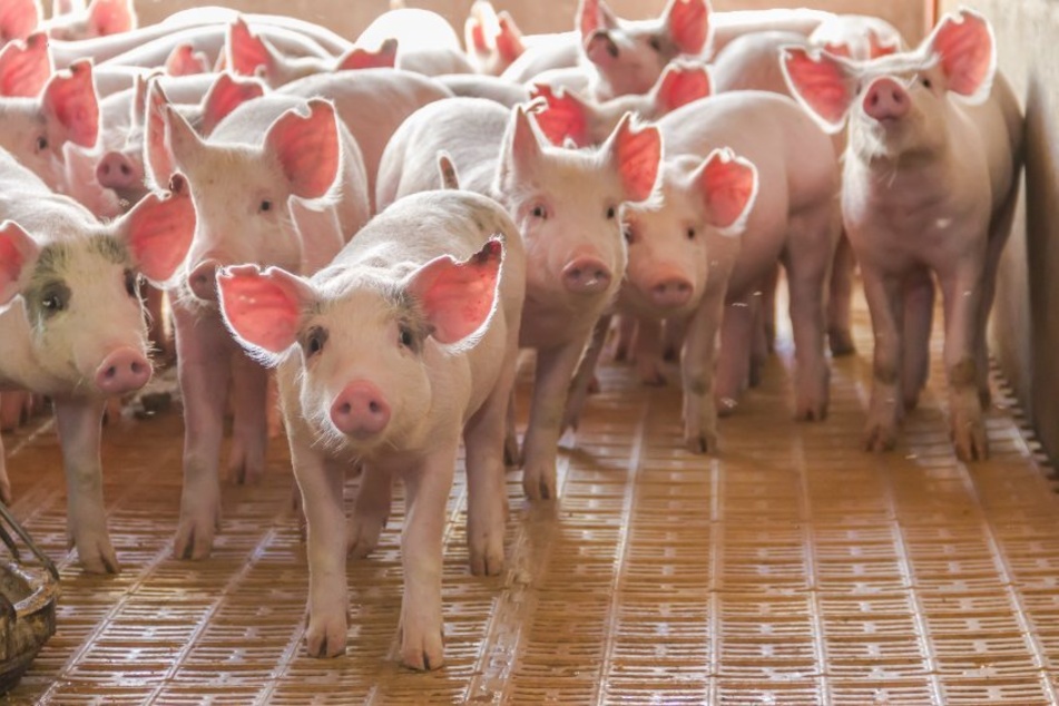 Tiertransporter verunglückt auf Landstraße: Sieben Schweine sterben