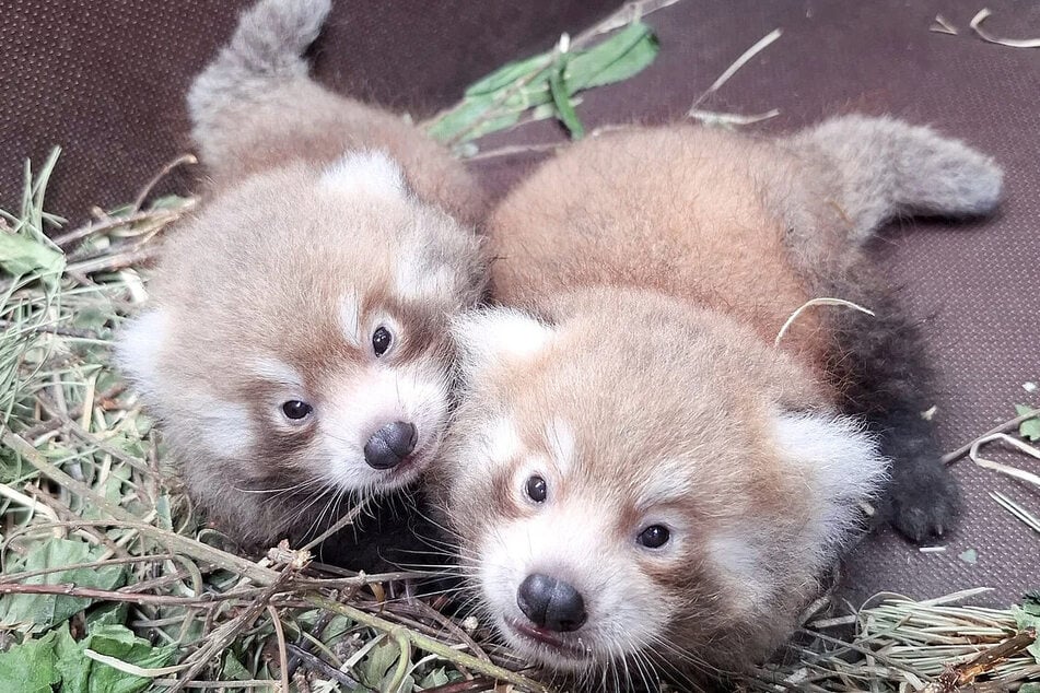 Am 3. Juni wurden diese beiden süßen Roten Pandas in Leipzig geboren.